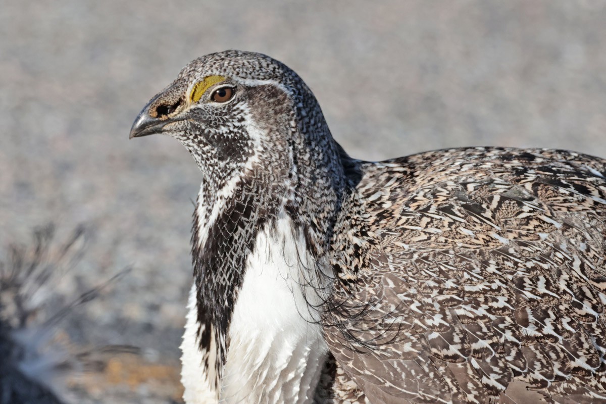 Greater Sage-Grouse - ML617090804