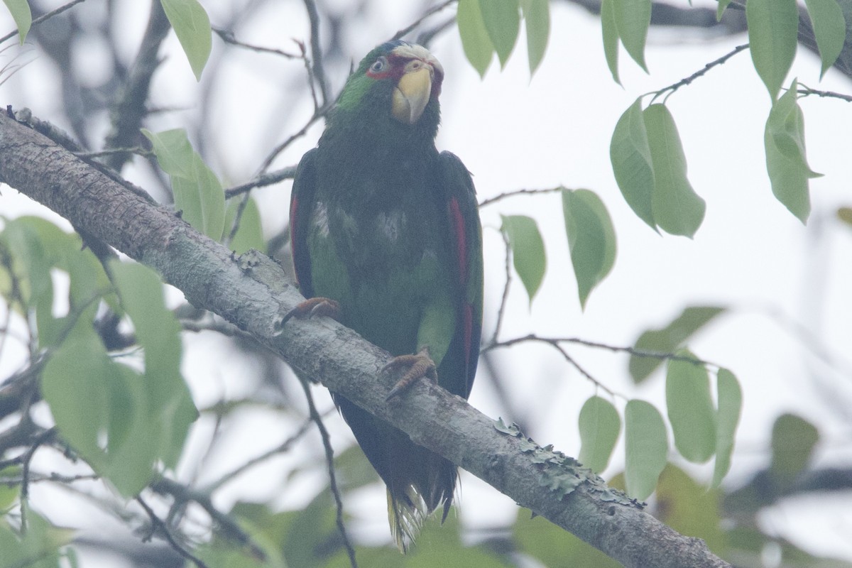 White-fronted Parrot - ML617090830