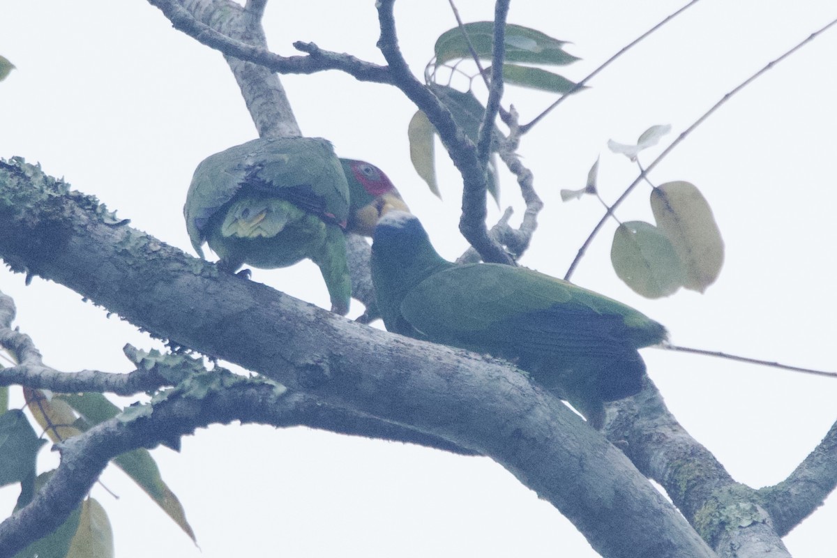 White-fronted Parrot - ML617090831