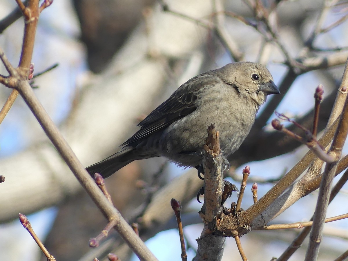 eBird Checklist - 7 Apr 2024 - Domaine de Maizerets - 25 species