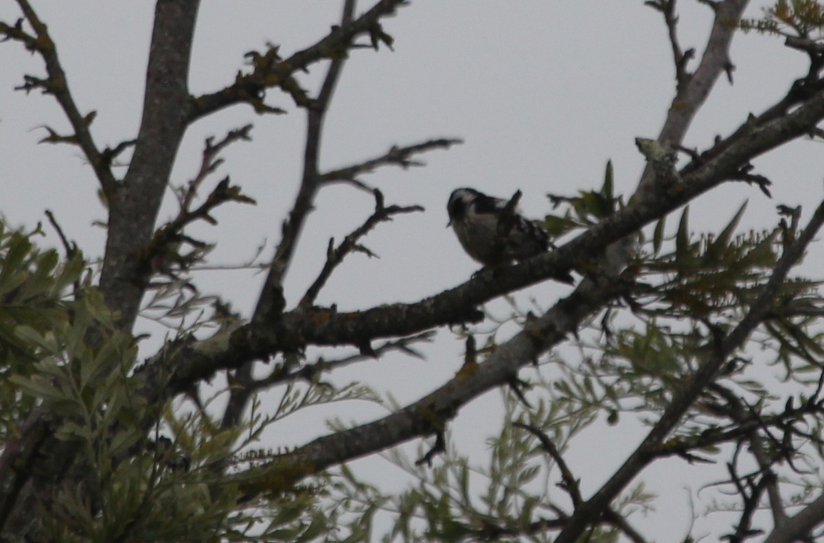 Lesser Spotted Woodpecker - ML617090867