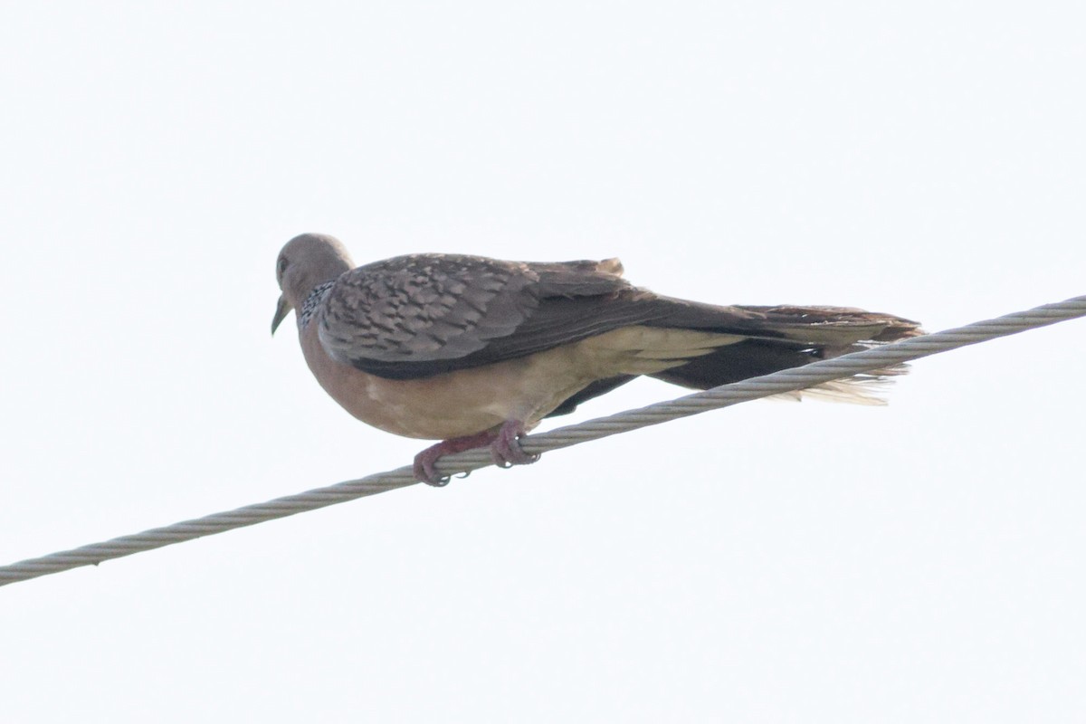 Spotted Dove - ML617090912