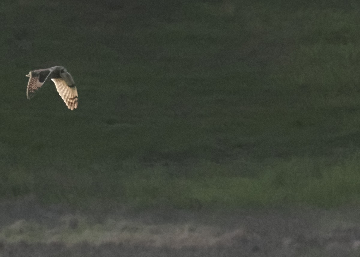 Short-eared Owl (Northern) - ML617090971