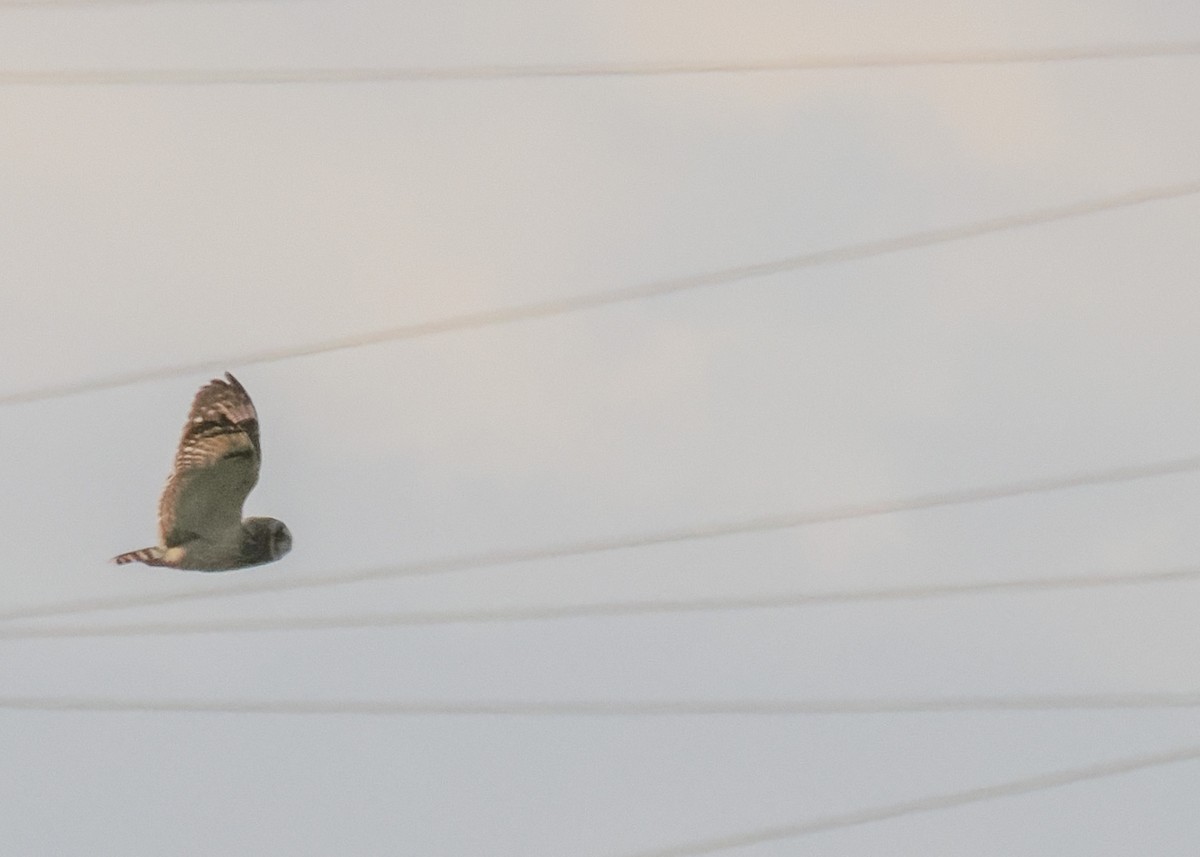 Short-eared Owl (Northern) - ML617090973