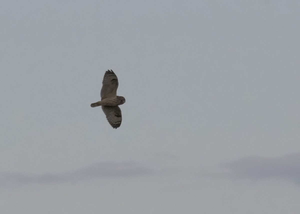 Short-eared Owl (Northern) - ML617090974
