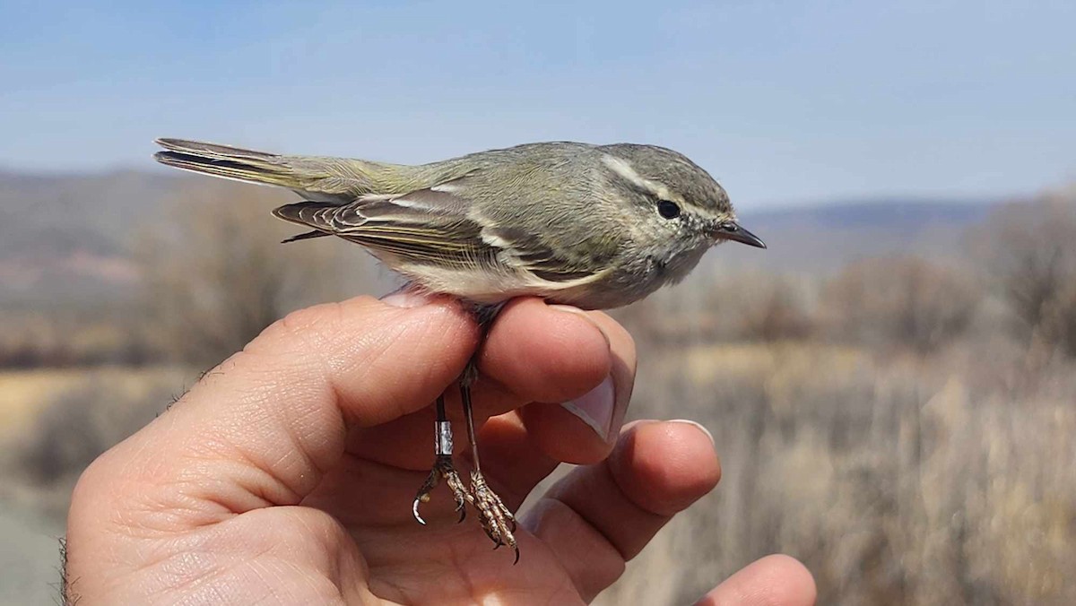 Hume's Warbler - ML617091047