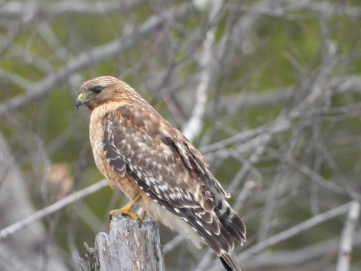 Red-shouldered Hawk - Spence Brennick