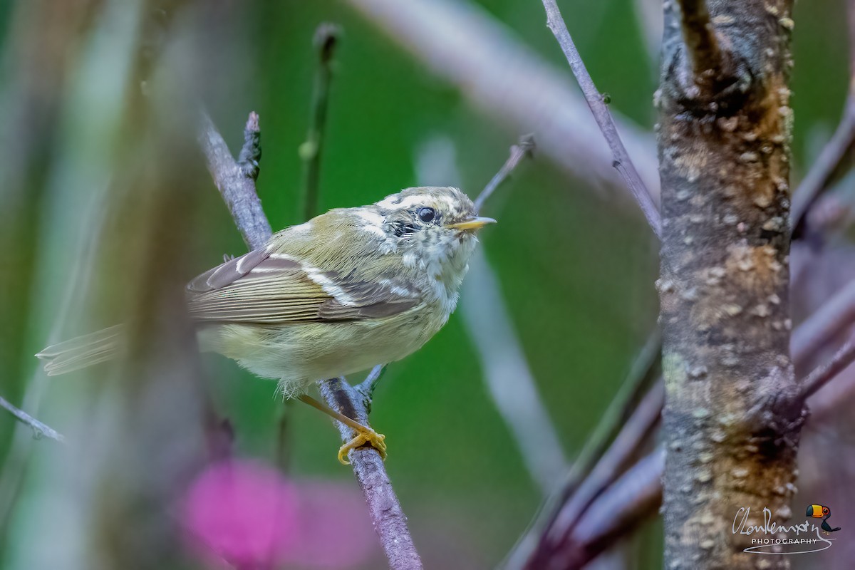 Yellow-browed Warbler - Ah Heng