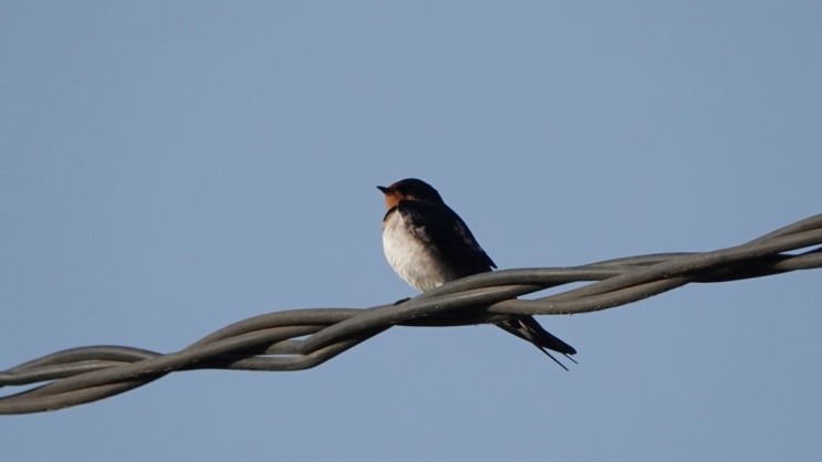 Red-chested Swallow - ML617091176