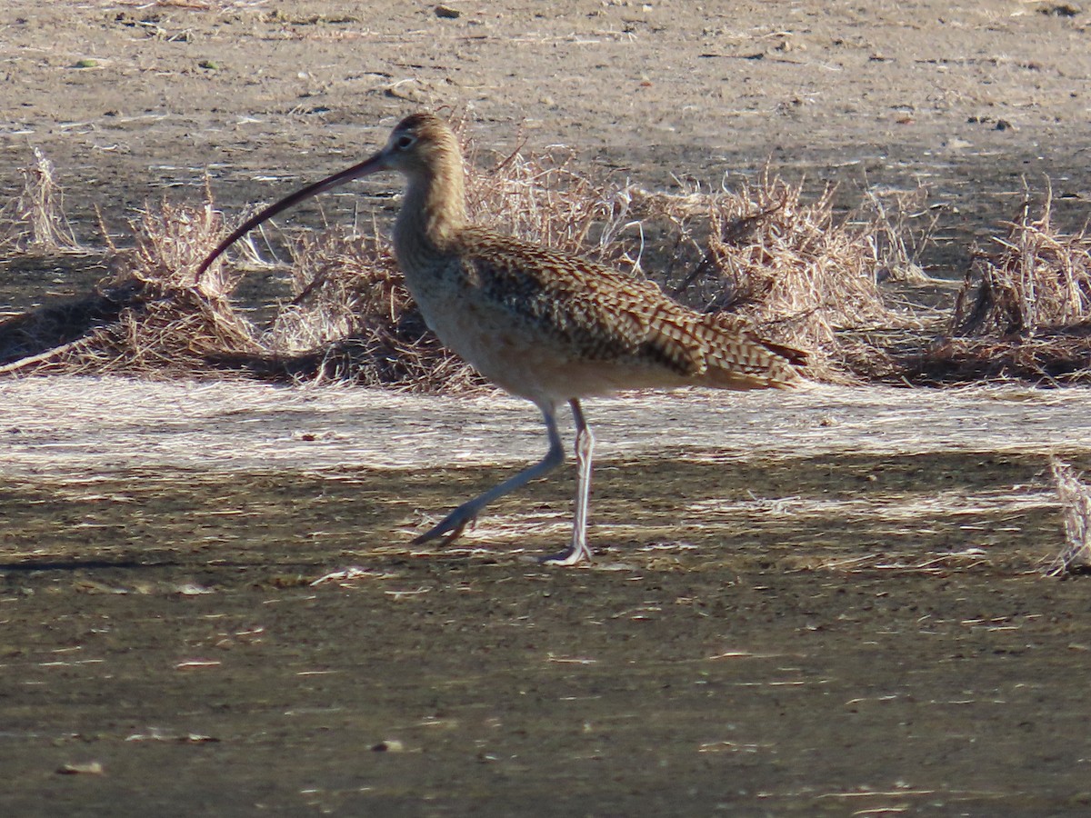 Long-billed Curlew - ML617091177