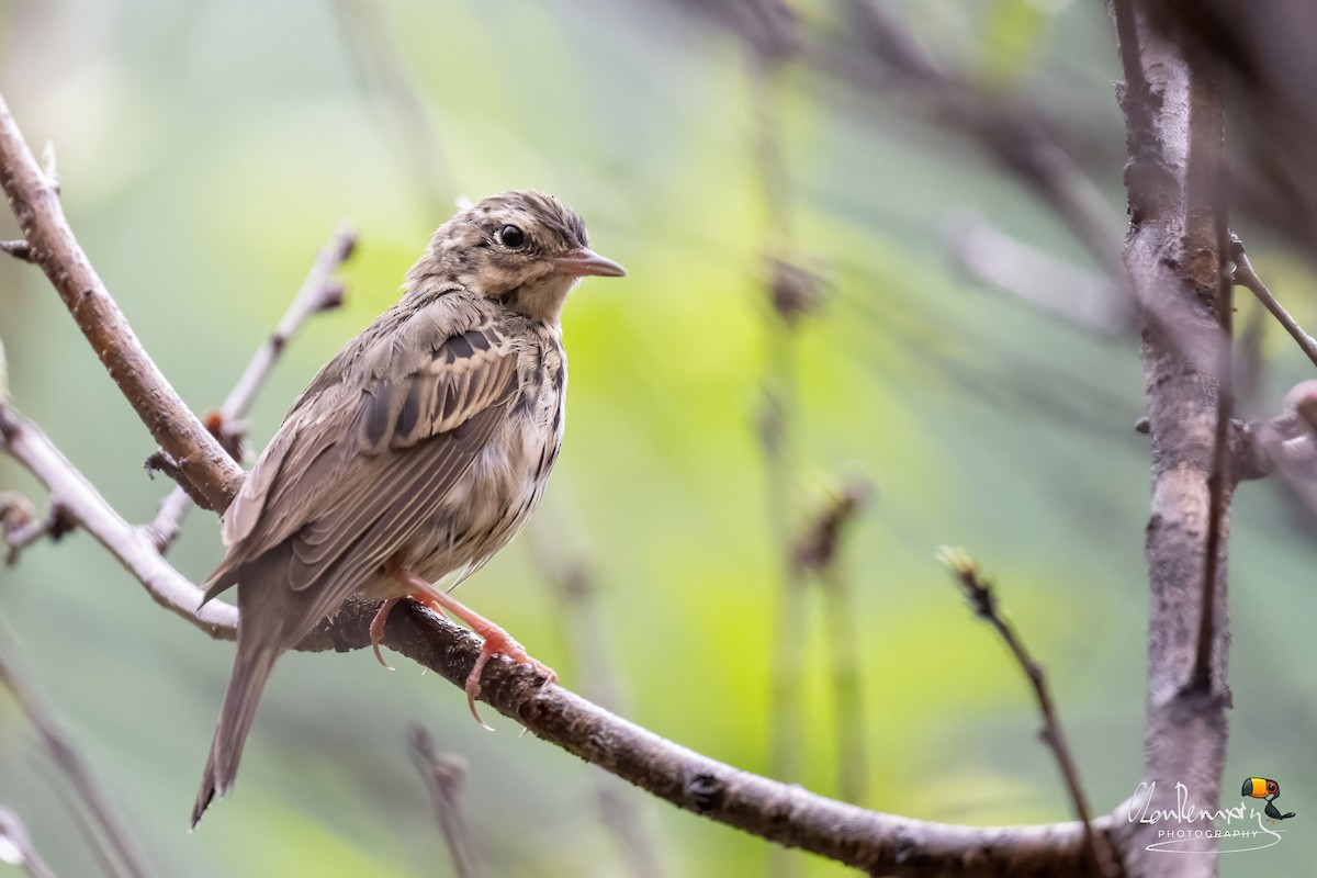 Olive-backed Pipit - ML617091220