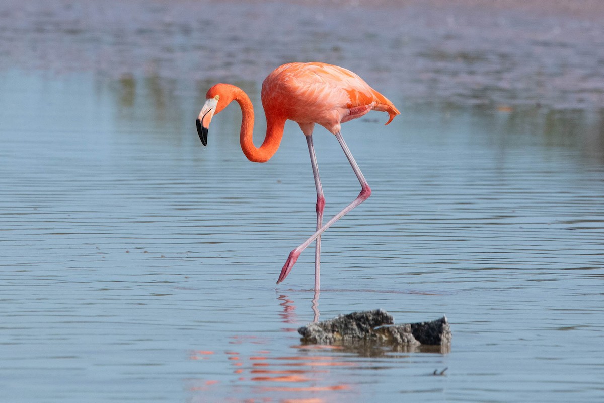Amerika Flamingosu - ML617091235