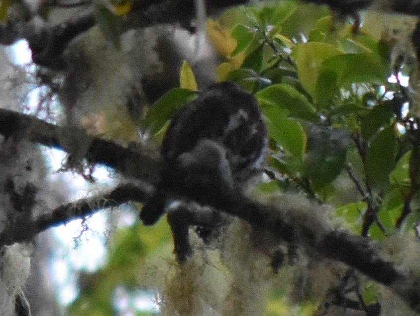 Costa Rican Pygmy-Owl - ML617091255