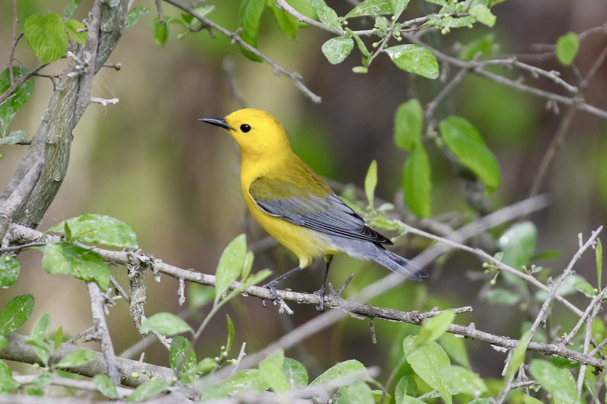 Prothonotary Warbler - ML617091277