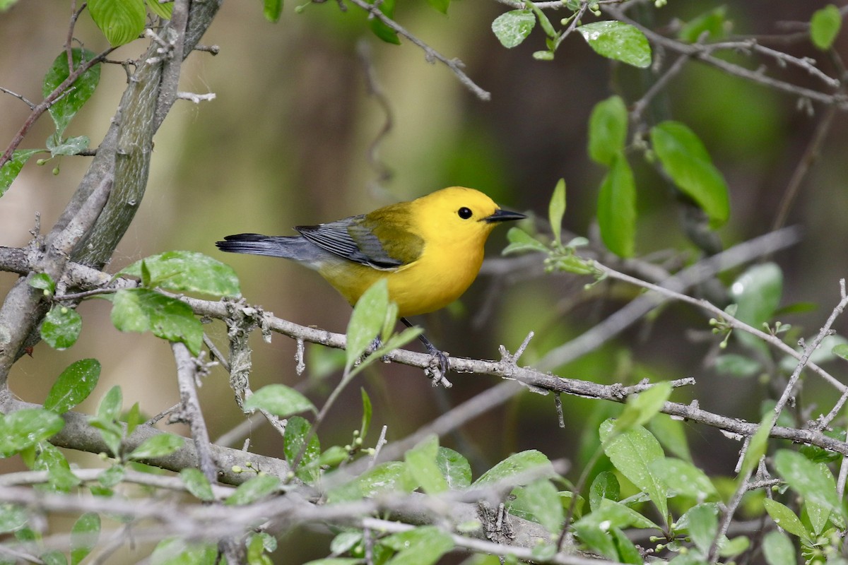 Prothonotary Warbler - ML617091278