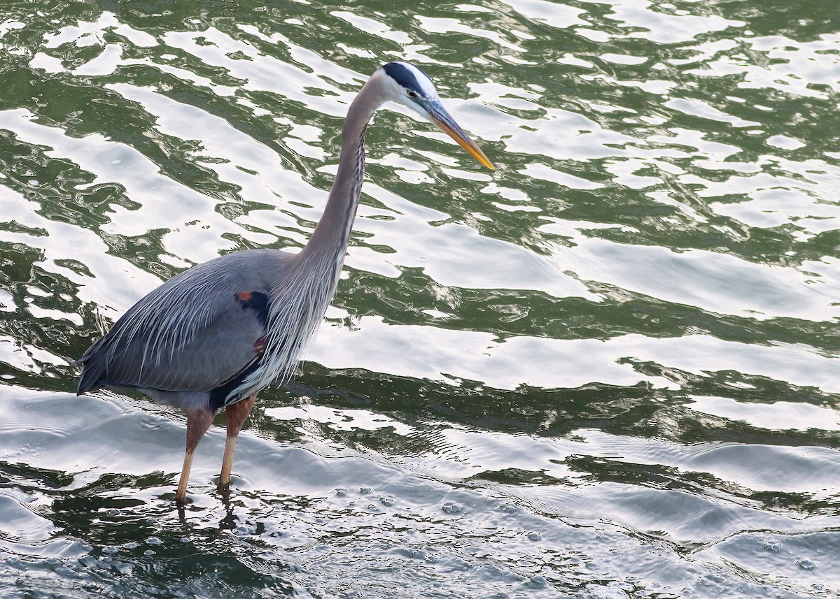 eBird Checklist - 8 Apr 2024 - Lewisville Lake Environmental Learning ...