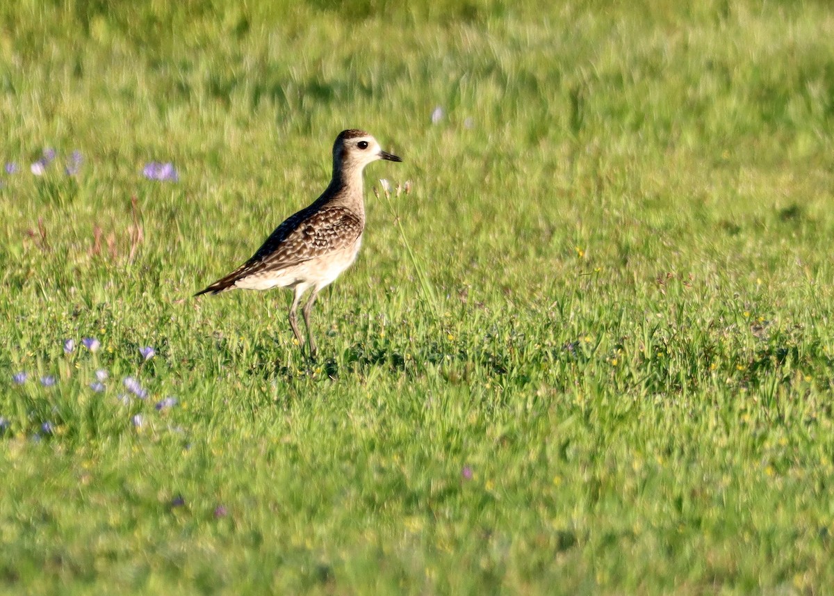 eBird Checklist - 7 Apr 2024 - Lewisville Lake Park - 14 species