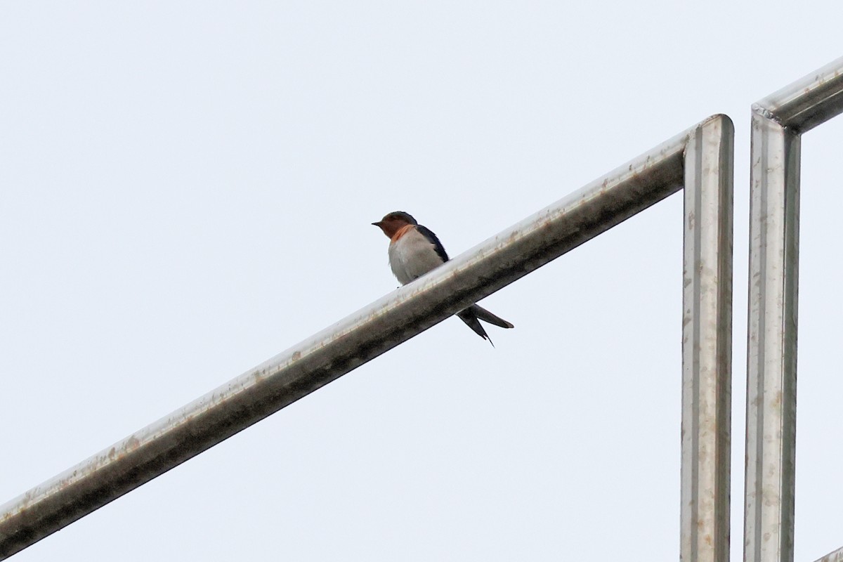 Pacific Swallow - ML617091456
