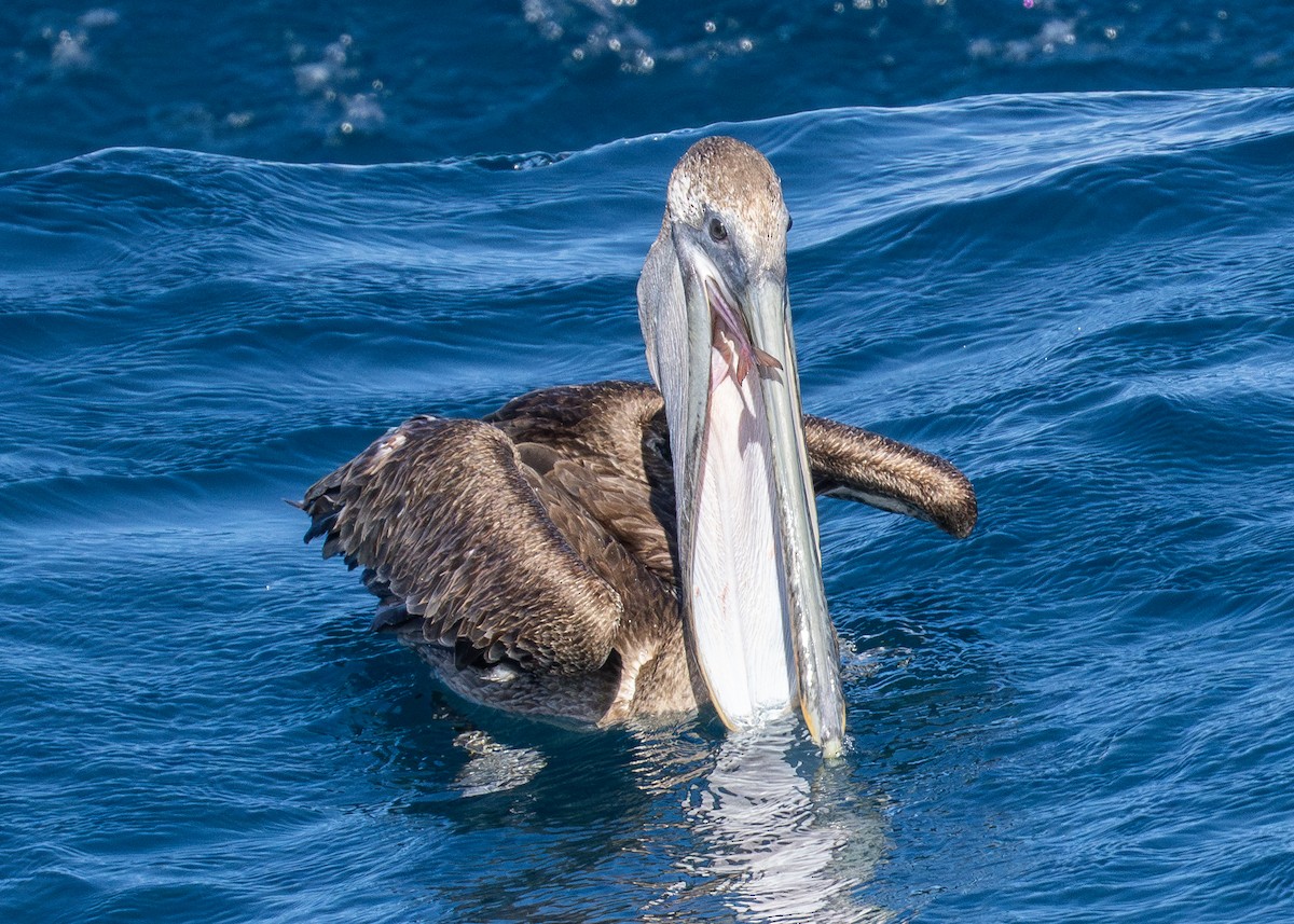 pelikán hnědý - ML617091475