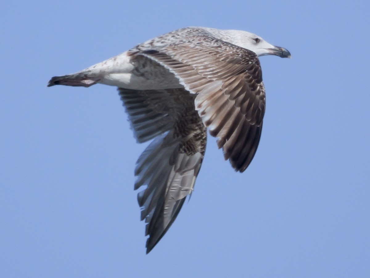 Herring Gull (American) - Roger Horn