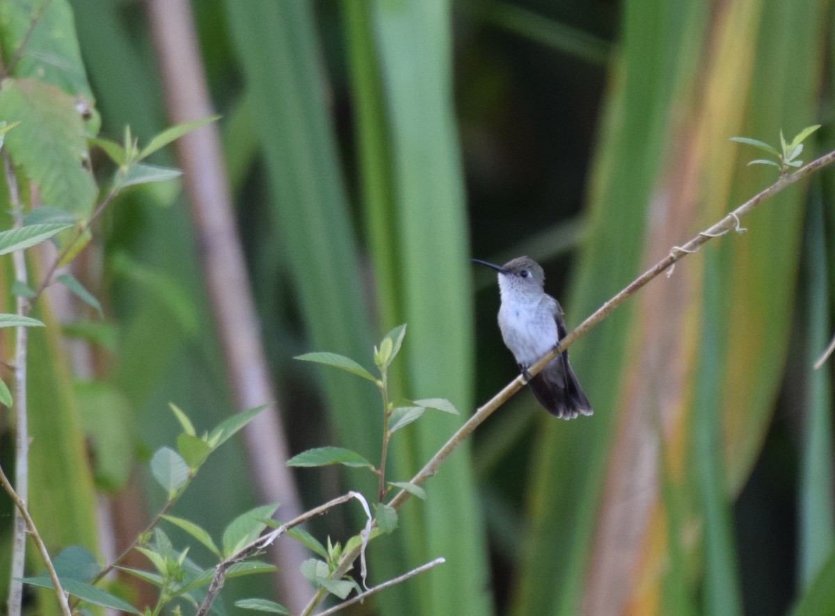 Olive-spotted Hummingbird - ML617091639