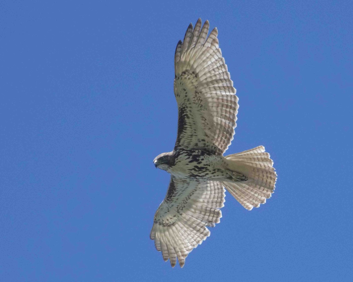 Red-tailed Hawk - Gary Hofing