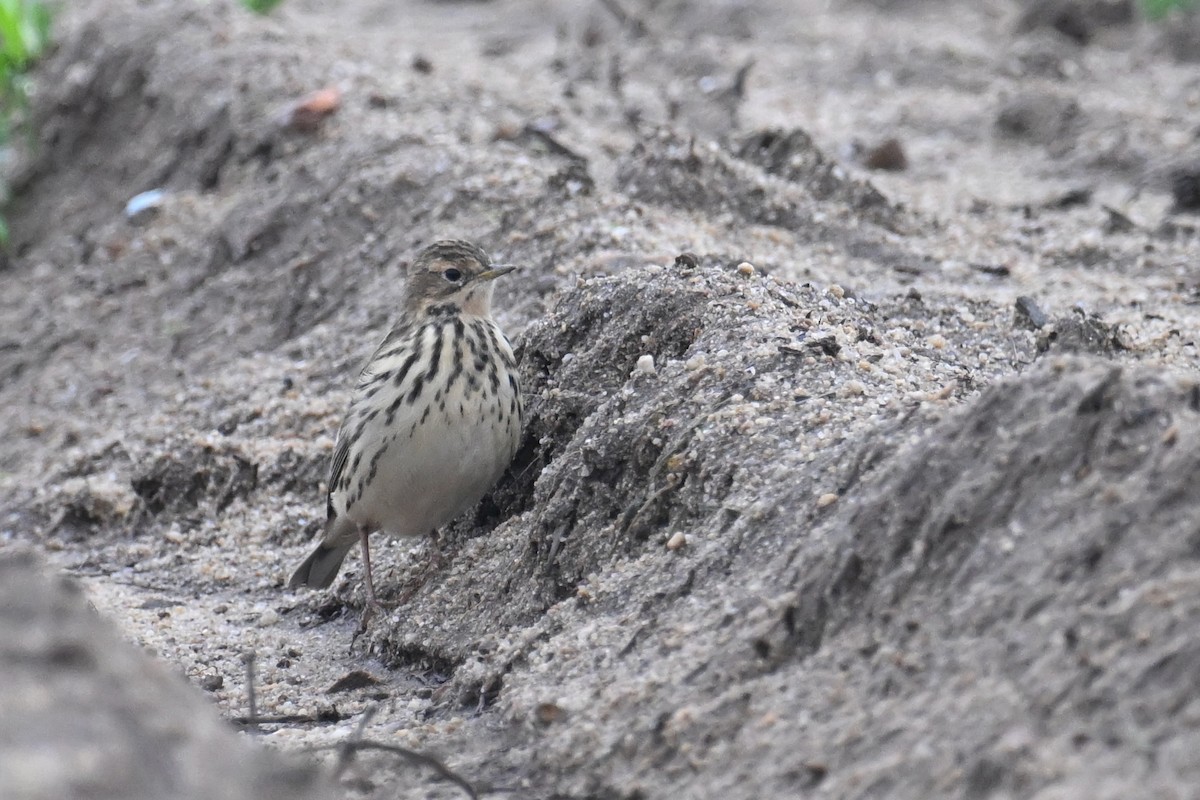 Red-throated Pipit - ML617091908