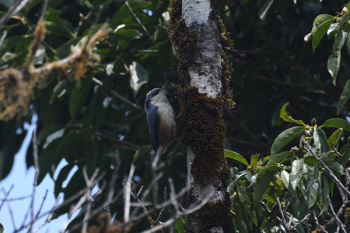 White-tailed Nuthatch - ML617091974