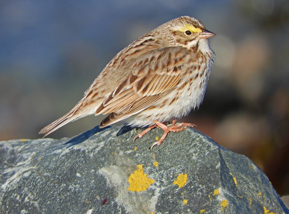 Savannah Sparrow (Ipswich) - ML617092012