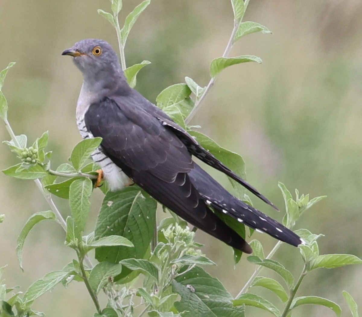 Common Cuckoo - ML617092050