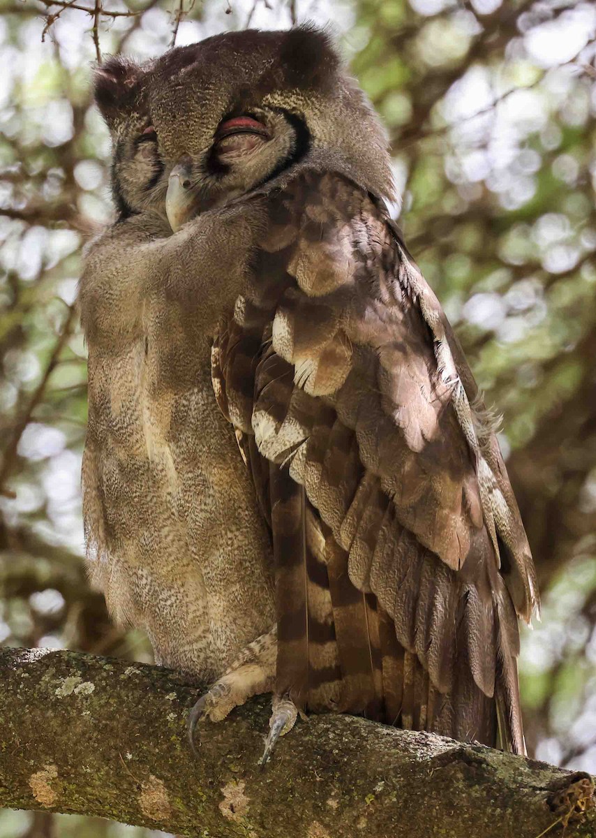 Verreaux's Eagle-Owl - Stanley Selkow