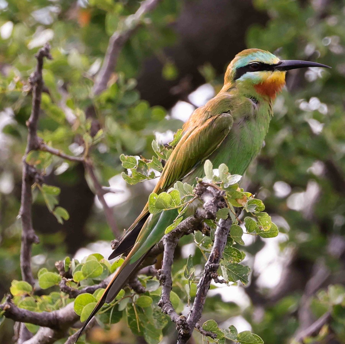 Blue-cheeked Bee-eater - ML617092122