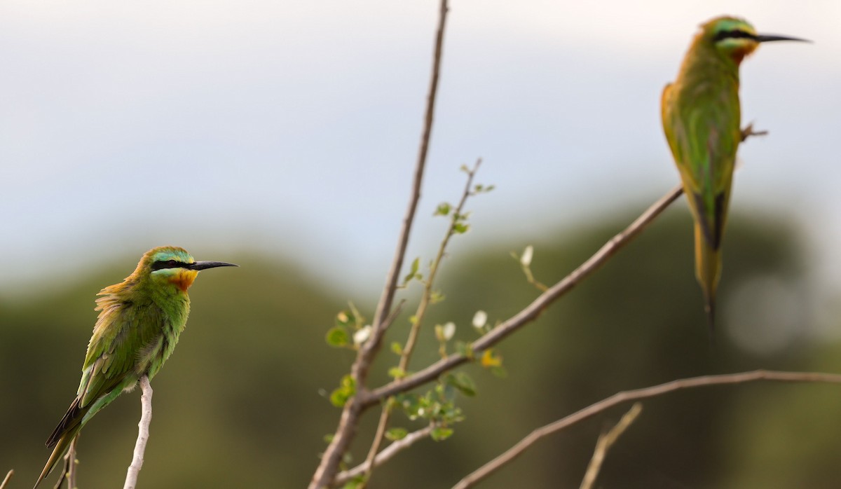 Blue-cheeked Bee-eater - Stanley Selkow
