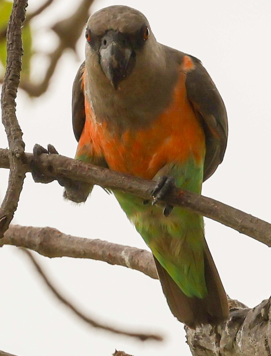 papoušek oranžovoprsý - ML617092133