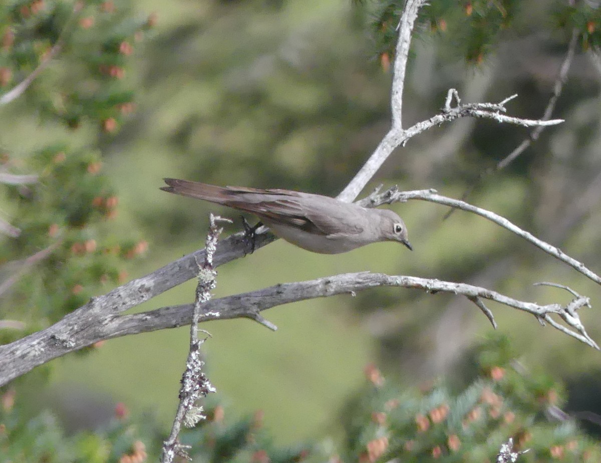 Townsend's Solitaire - ML617092178