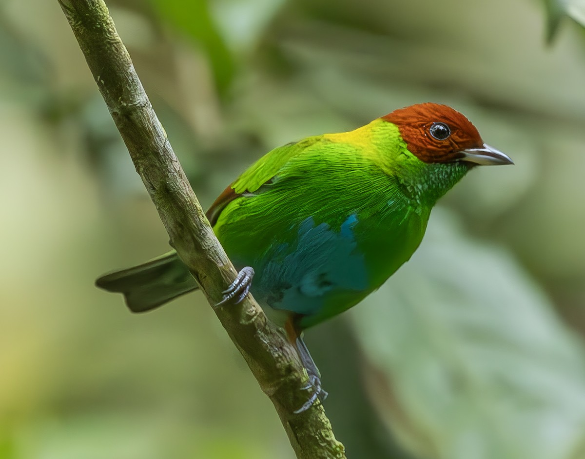 Rufous-winged Tanager - ML617092197