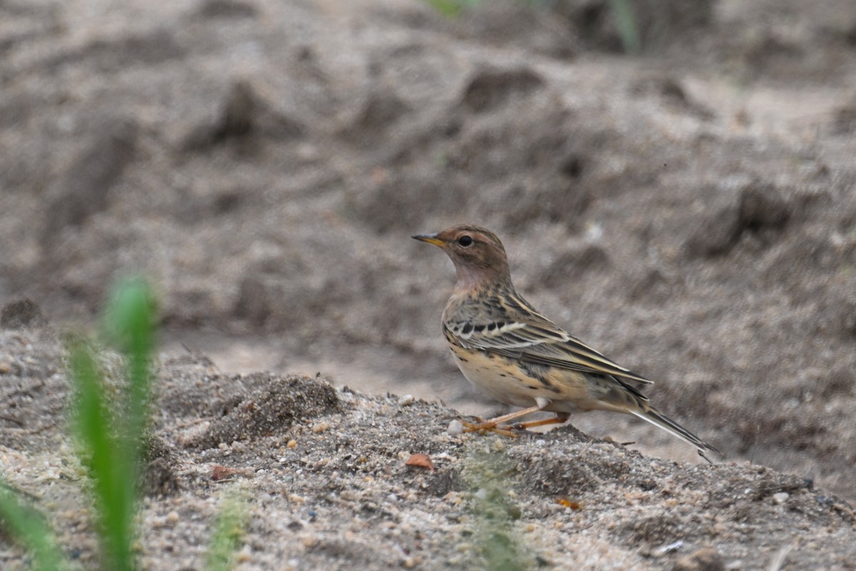 Red-throated Pipit - ML617092198
