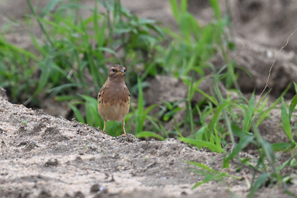 Red-throated Pipit - Ting-Wei (廷維) HUNG (洪)