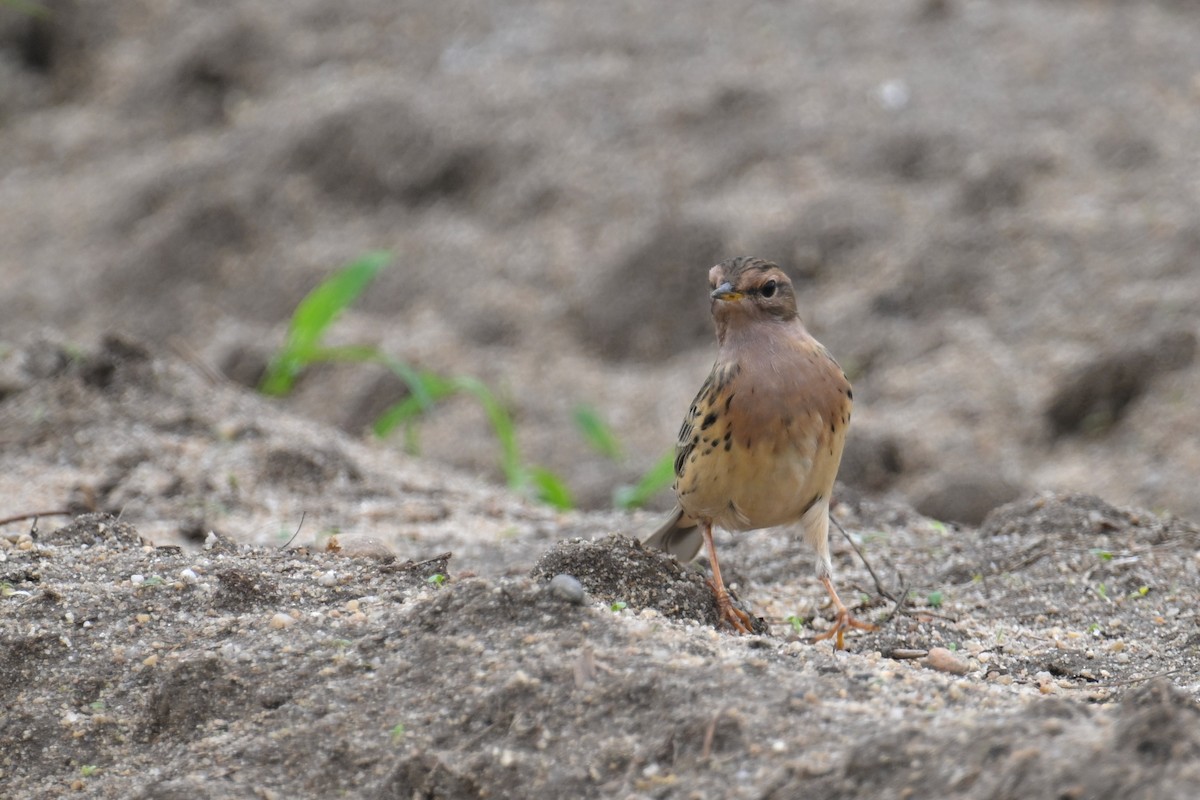 Red-throated Pipit - ML617092200