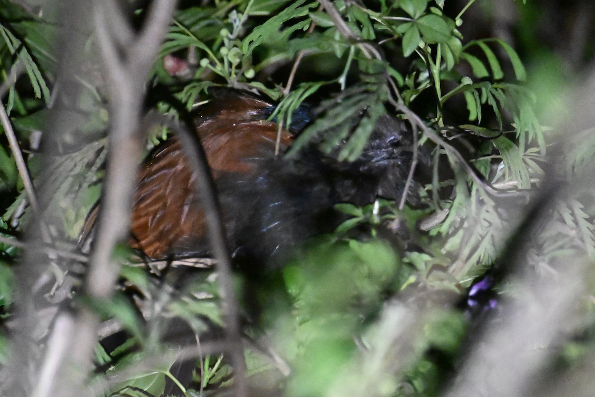 Greater Coucal (Greater) - ML617092287