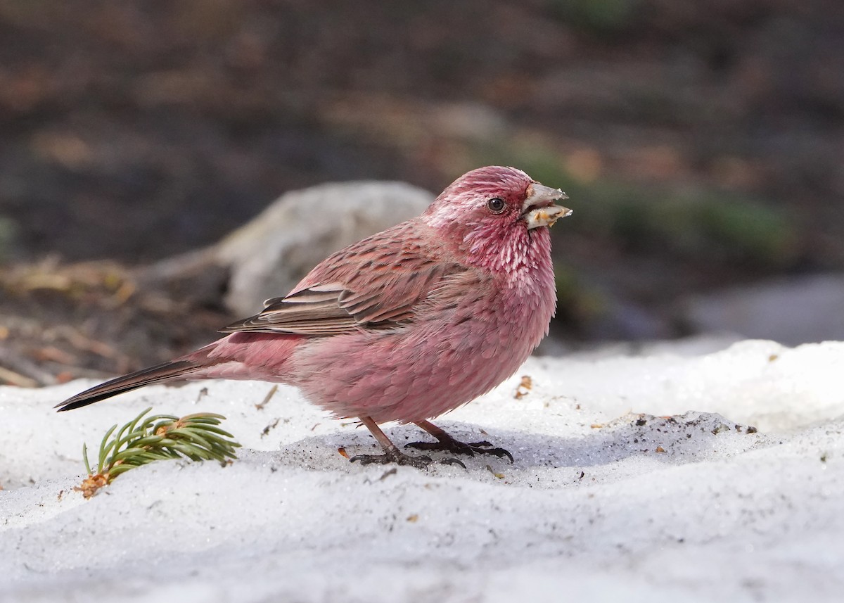 Red-mantled Rosefinch - ML617092297