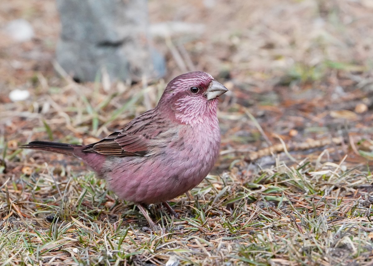 Red-mantled Rosefinch - ML617092298