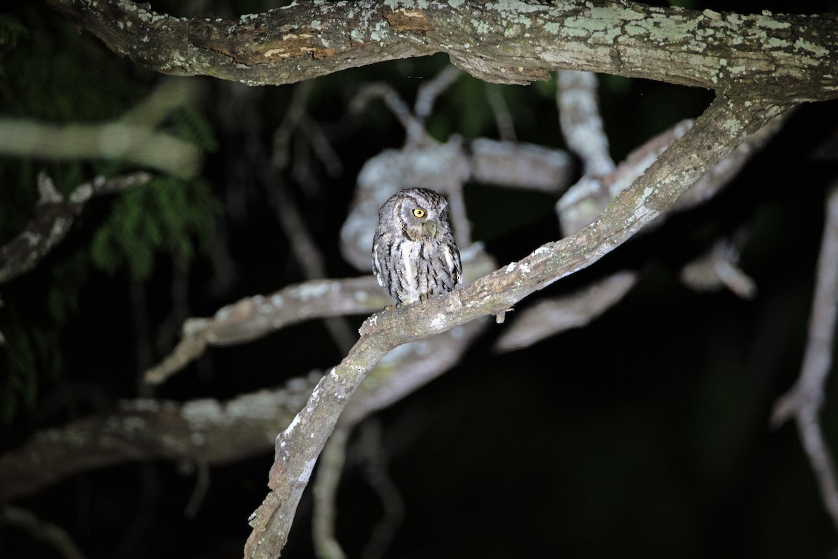 Eastern Screech-Owl (McCall's) - ML617092330