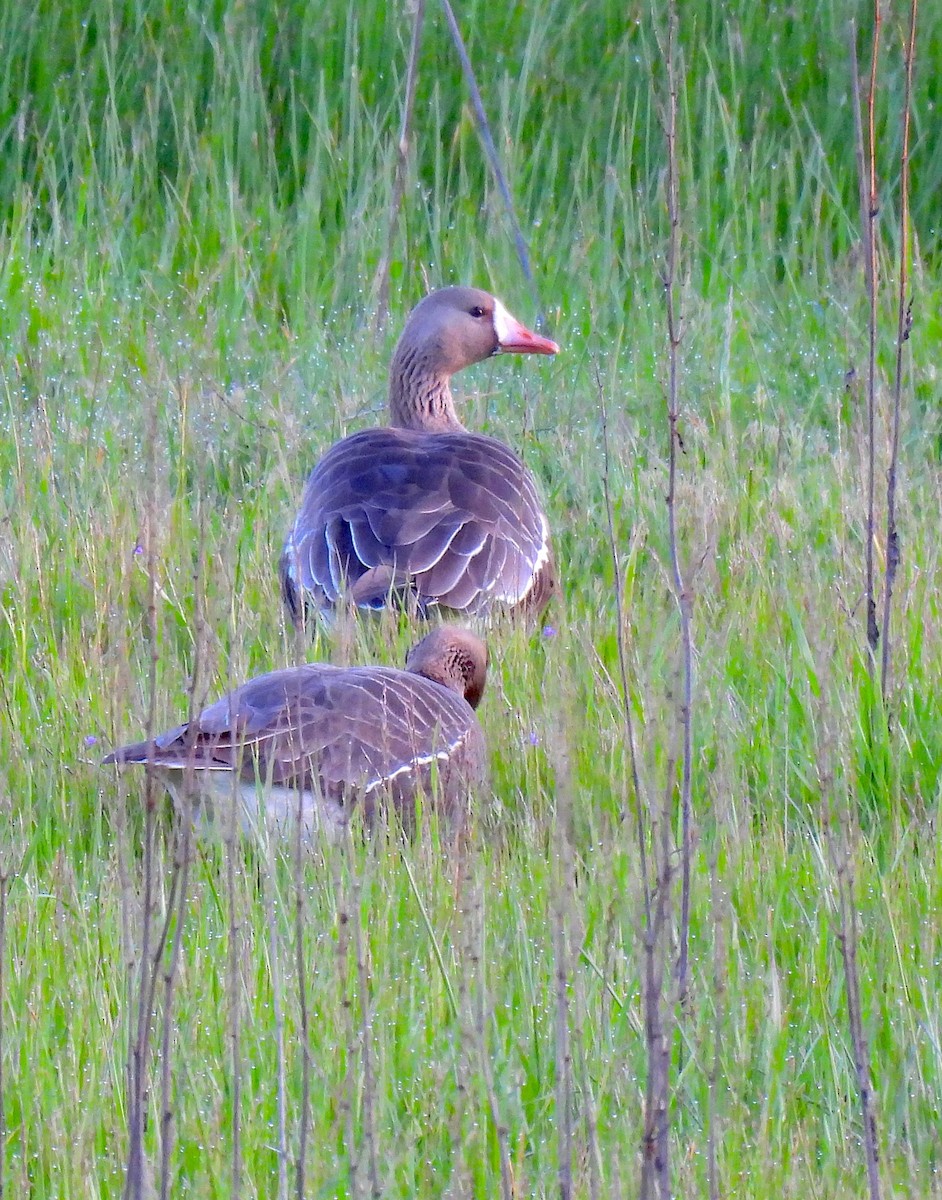 Greater White-fronted Goose - ML617092392