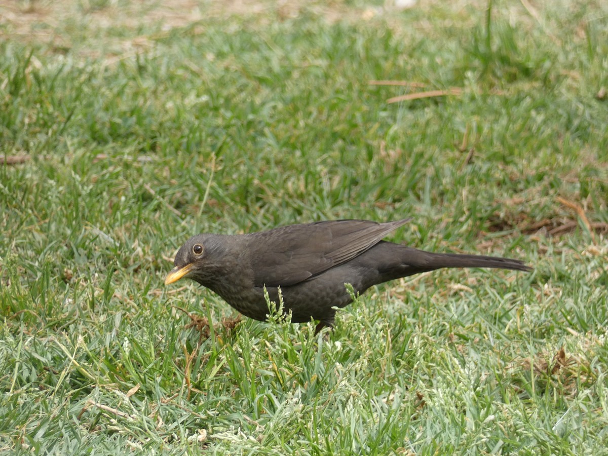 Eurasian Blackbird - José Ignacio Dies