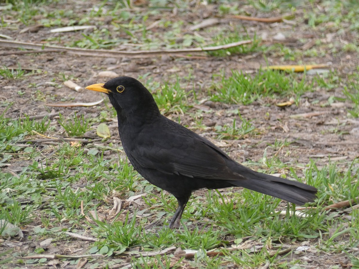 Eurasian Blackbird - José Ignacio Dies