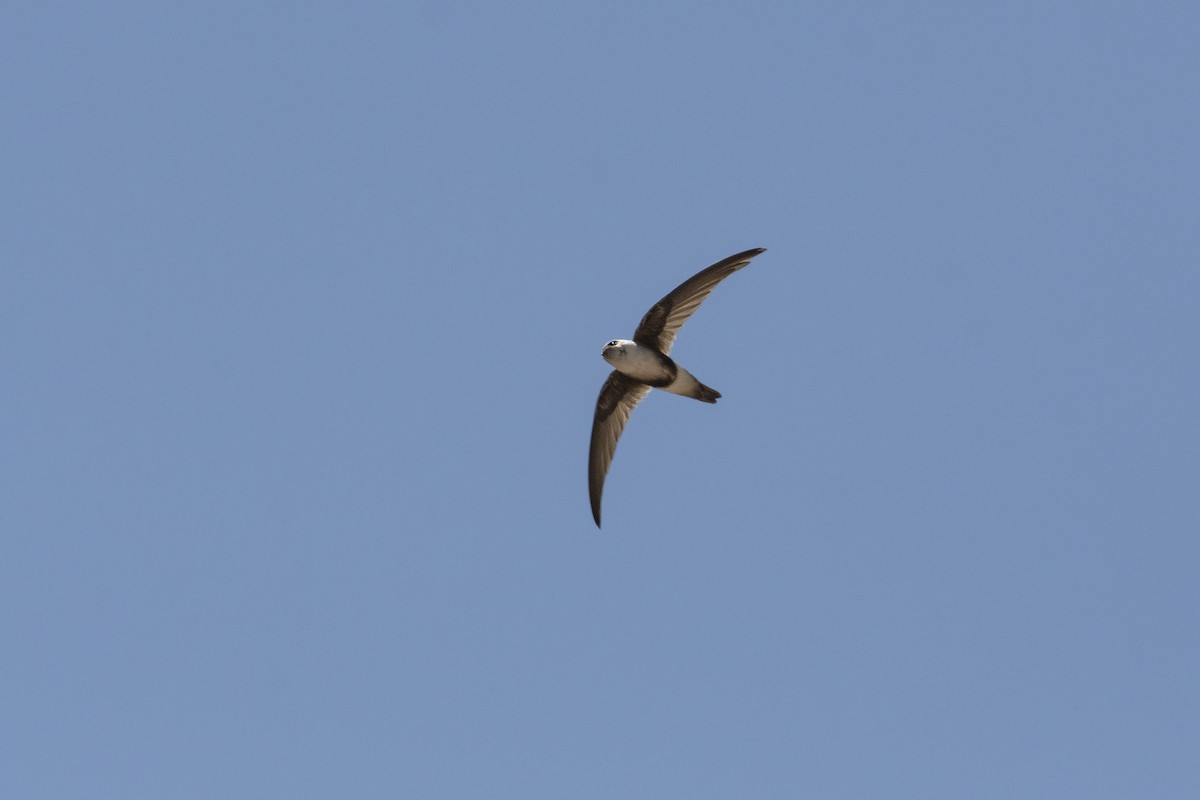 Andean Swift - ML617092565