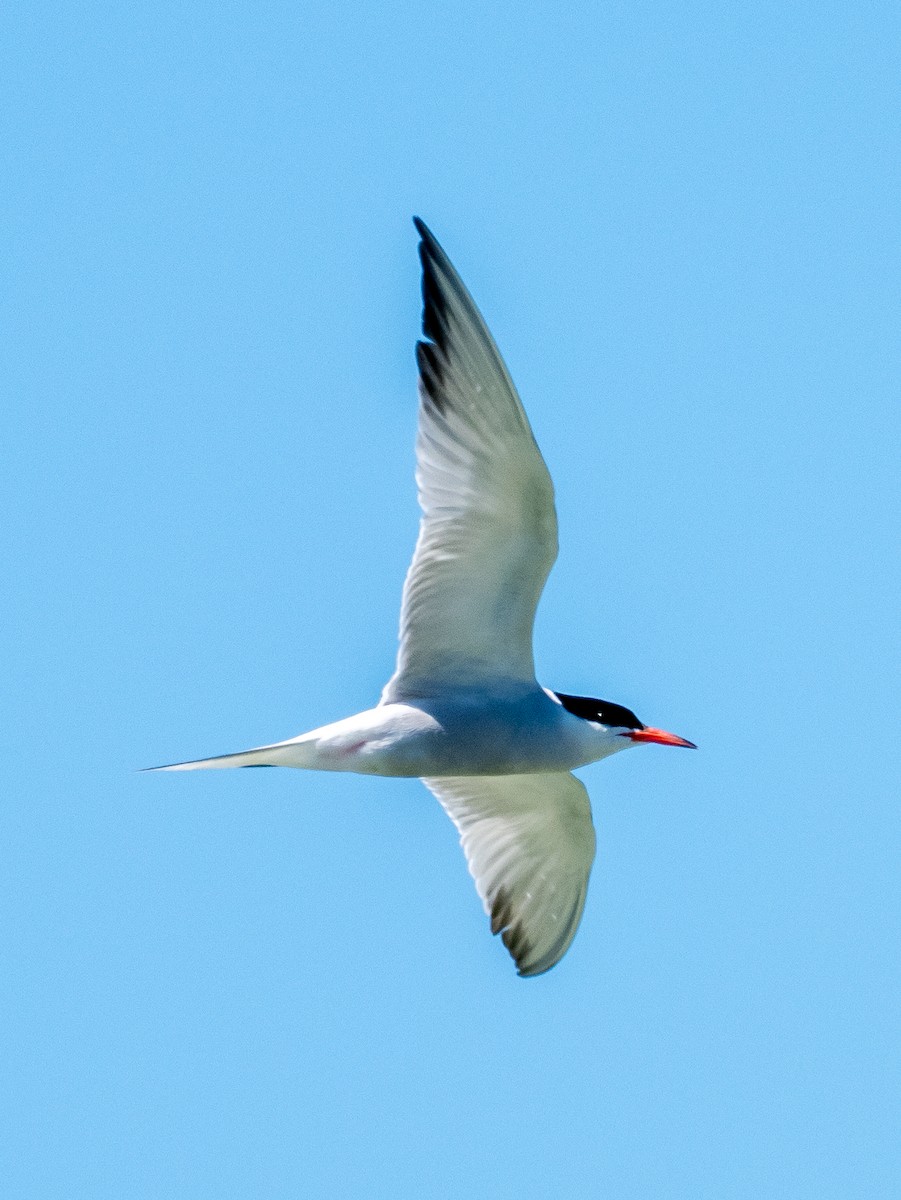 Common Tern - ML617092592