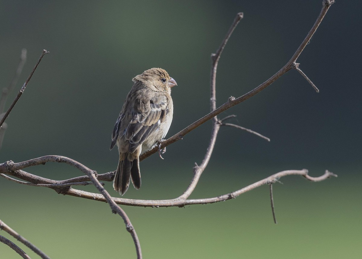 Chestnut-throated Seedeater - ML617092610