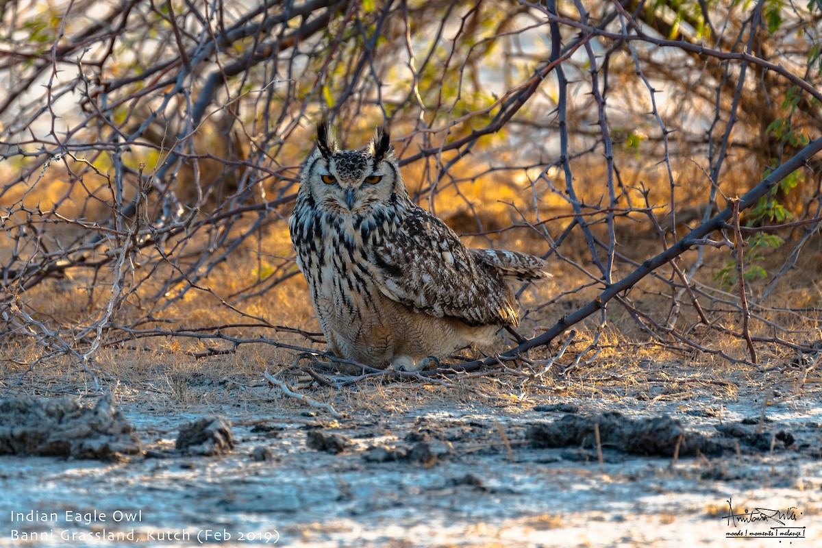 Rock Eagle-Owl - Amitava Dutta